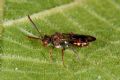 Nomada distinguenda (cfr.)